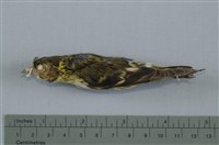 藏品(黃雀)的圖片